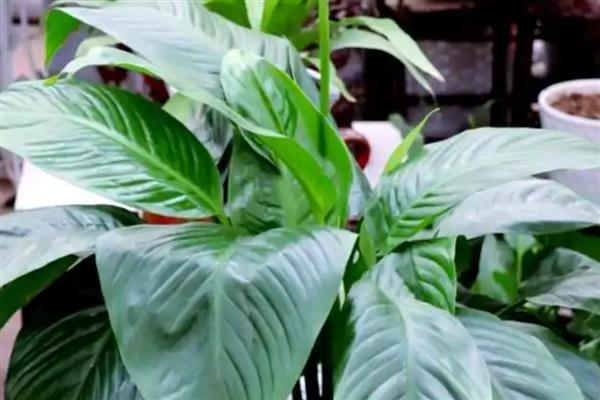 一帆风顺开完花如何修剪，需及时修剪残花