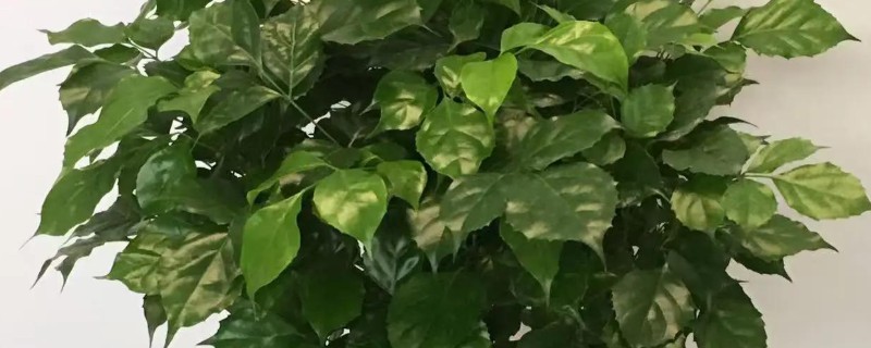 怎么修剪幸福树，生长前期及时摘除主干顶端的新芽