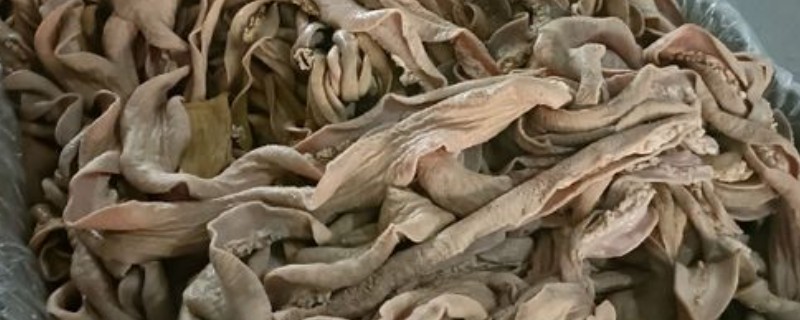 散带是牛的什么部位,是牛肠子和牛肚相连接的那个地方