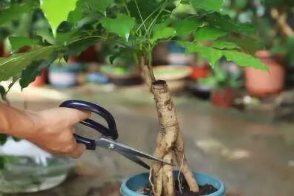怎么修剪幸福树，生长前期及时摘除主干顶端的新芽