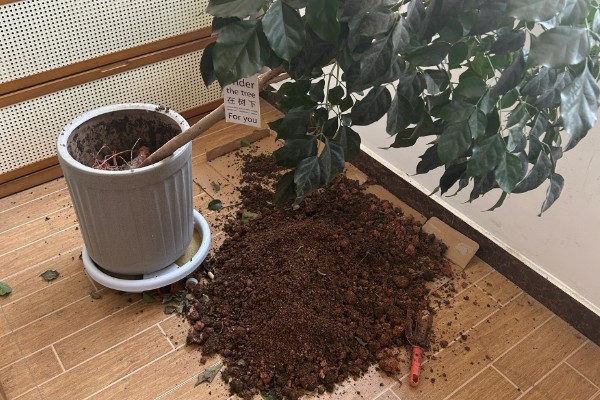 怎么修剪幸福树，生长前期及时摘除主干顶端的新芽