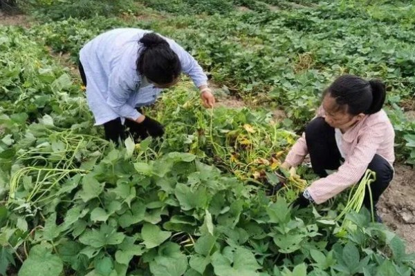 凉薯藤如何修剪，弱枝、节位不好都要去除