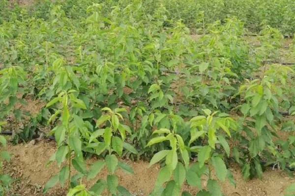 矮化鲁樱3号樱桃苗简介，果实的发育期为60天左右