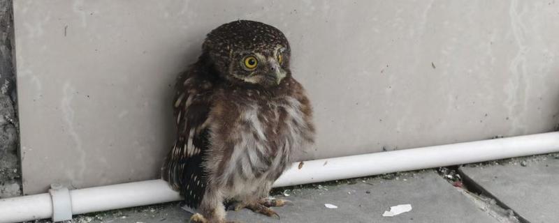 猫头鹰的种类，常见的有仓鸮、草鸮等