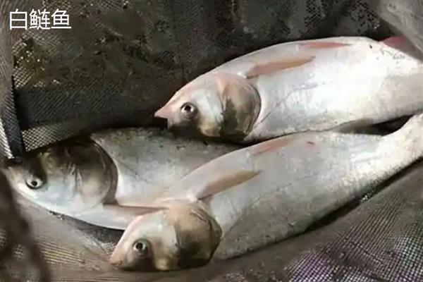白鲢鱼是大头鱼吗，白鲢不是大头鱼