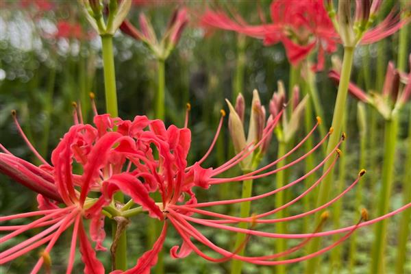 养彼岸花有哪些禁忌，根茎尽量不要去触碰