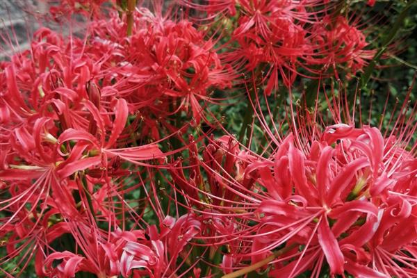 养彼岸花有哪些禁忌，根茎尽量不要去触碰