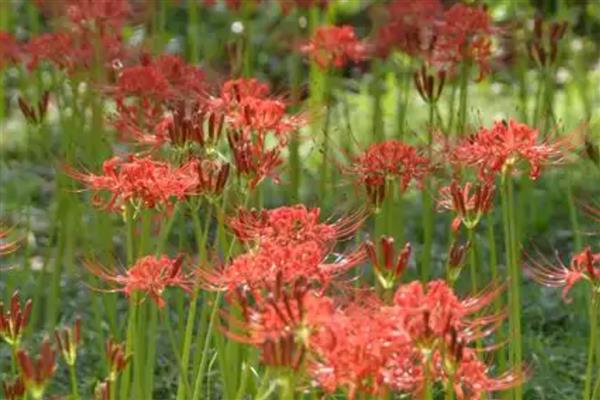 养彼岸花有哪些禁忌，根茎尽量不要去触碰