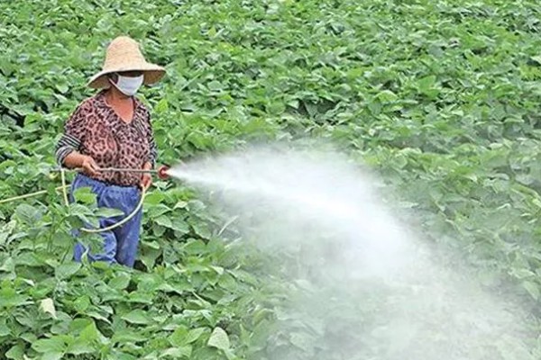 大豆除草剂什么时候打，播种前3-5天可用乙草胺