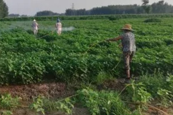 大豆除草剂什么时候打，播种前3-5天可用乙草胺