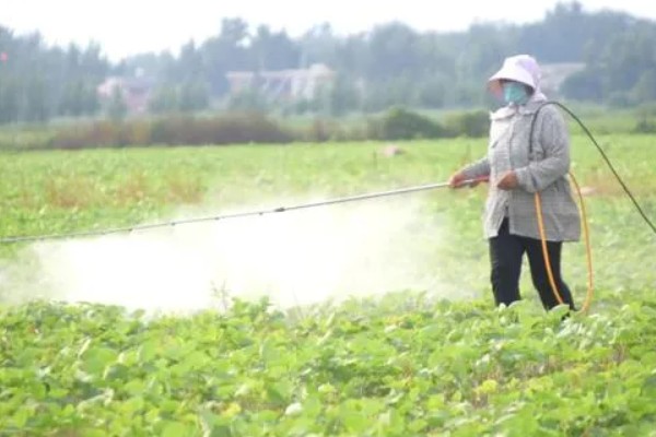 大豆除草剂什么时候打，播种前3-5天可用乙草胺