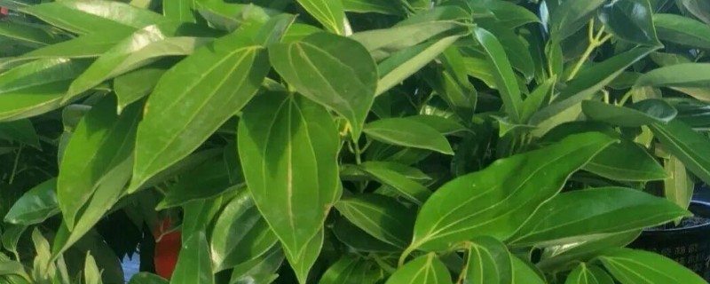 平安树叶子下垂的原因，可能是土壤酸碱度不适所致