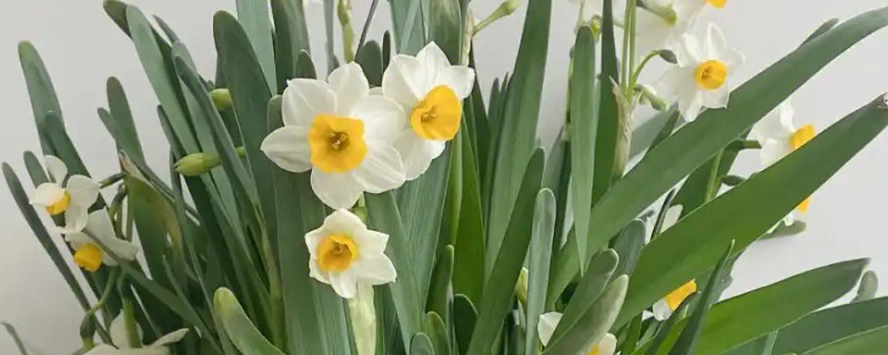 水仙花的水培方法，2-3天左右换水一次