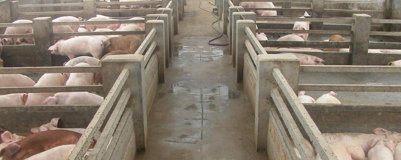 盖猪舍用什么材料可以省钱，墙体可以使用土、砖等材料