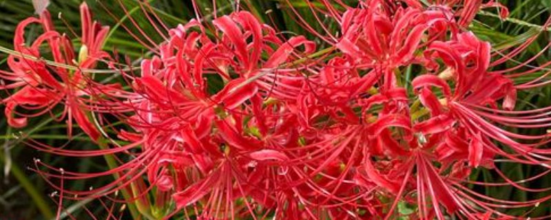 养彼岸花有哪些禁忌，根茎尽量不要去触碰