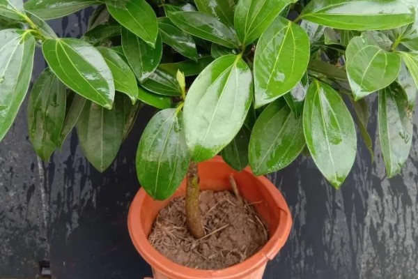 平安树叶子下垂的原因，可能是土壤酸碱度不适所致
