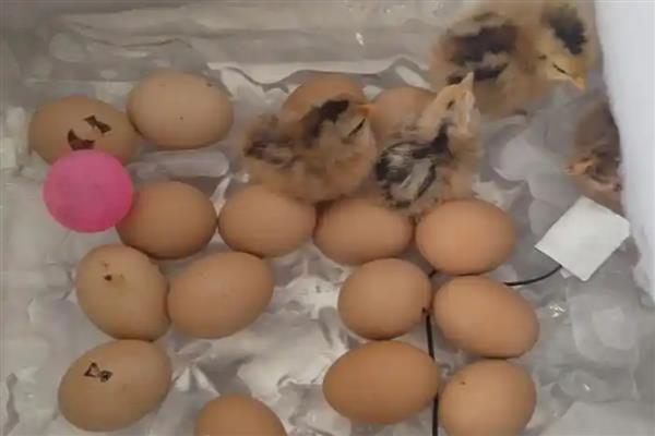 孵小鸡在第几天照蛋，在第7-8天进行