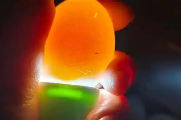 孵小鸡在第几天照蛋，在第7-8天进行