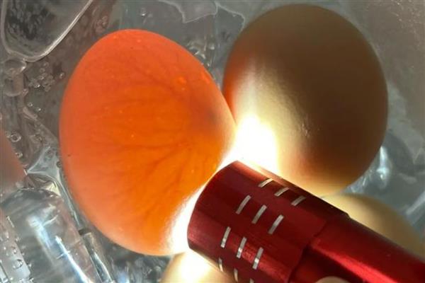 孵小鸡在第几天照蛋，在第7-8天进行