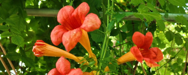 北方耐寒爬藤植物有哪些品种，有凌霄花、月季花等