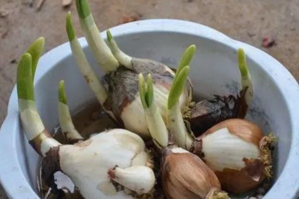 水仙花的水培方法，2-3天左右换水一次