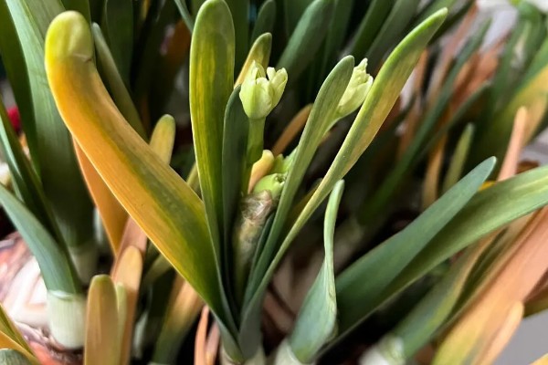 水仙花的水培方法，2-3天左右换水一次