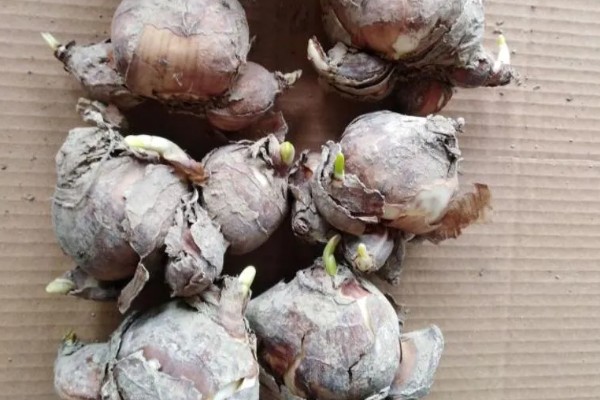 水仙花的水培方法，2-3天左右换水一次