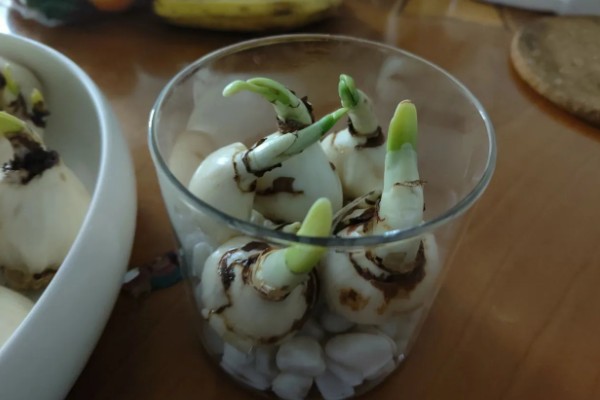 水仙花的水培方法，2-3天左右换水一次