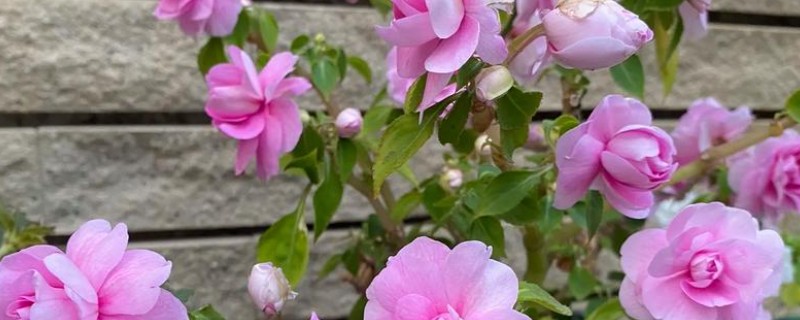 重瓣非洲凤仙花如何扦插，主要的繁殖方法为扦插繁殖