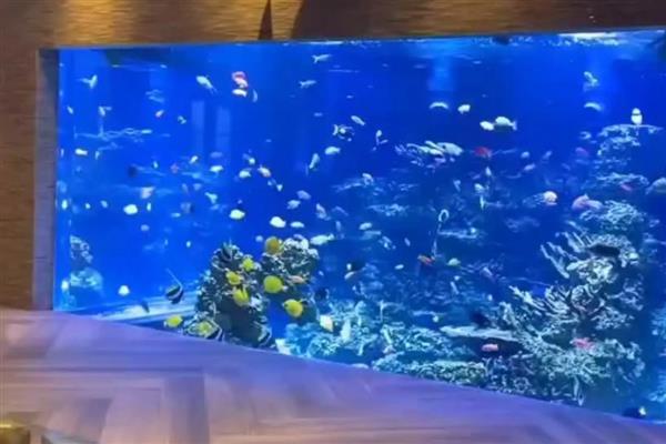 大型鱼缸怎么全部换水，换水前要将鱼儿捞出