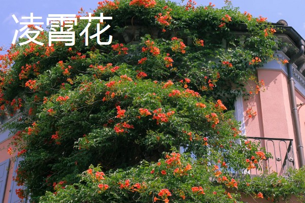 北方耐寒爬藤植物有哪些品种,有凌霄花、月季花等