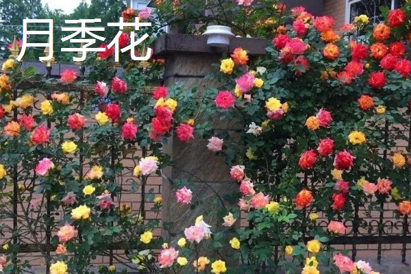 北方耐寒爬藤植物有哪些品种,有凌霄花、月季花等