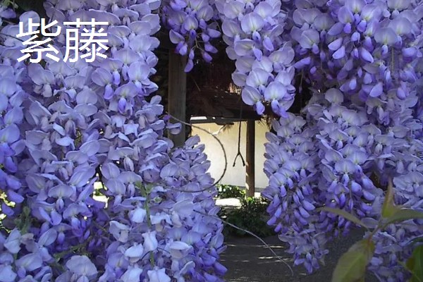 北方耐寒爬藤植物有哪些品种,有凌霄花、月季花等