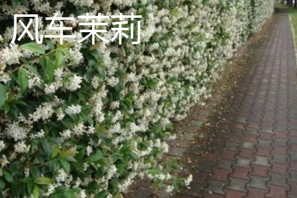 北方耐寒爬藤植物有哪些品种,有凌霄花、月季花等