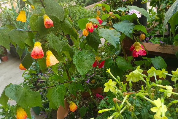 北方耐寒爬藤植物有哪些品种,有凌霄花、月季花等