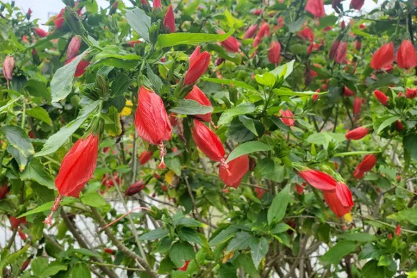 北方耐寒爬藤植物有哪些品种,有凌霄花、月季花等