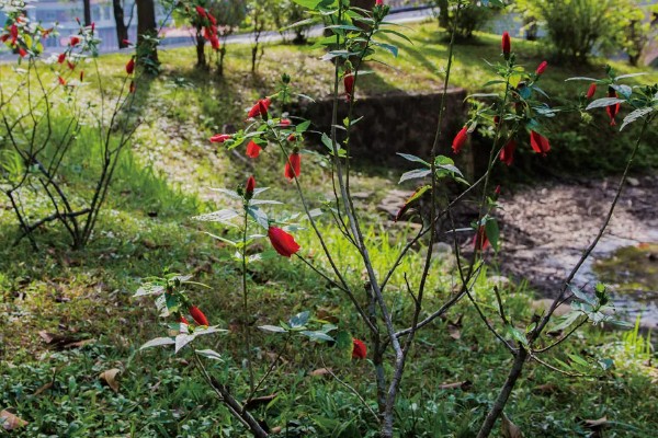 北方耐寒爬藤植物有哪些品种,有凌霄花、月季花等