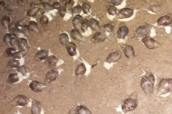 蜗牛的越冬管理技术，越冬用土含水量不超过10％