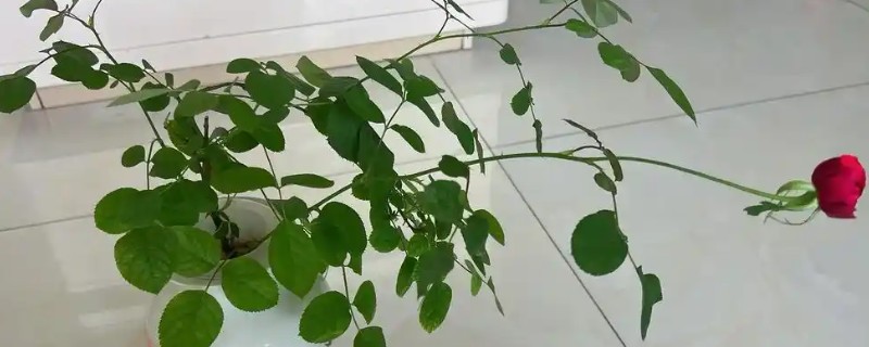 摘下的玫瑰花怎么养，可插在一个透明的玻璃瓶里