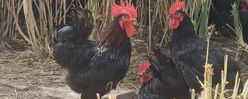 峨嵋黑鸡的价格，在30元至40元左右一斤