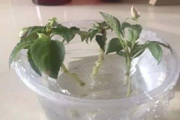 重瓣非洲凤仙花如何扦插，主要的繁殖方法为扦插繁殖