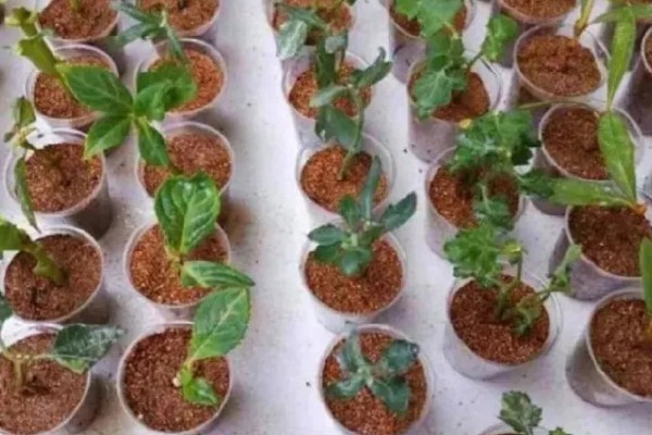 重瓣非洲凤仙花如何扦插，主要的繁殖方法为扦插繁殖