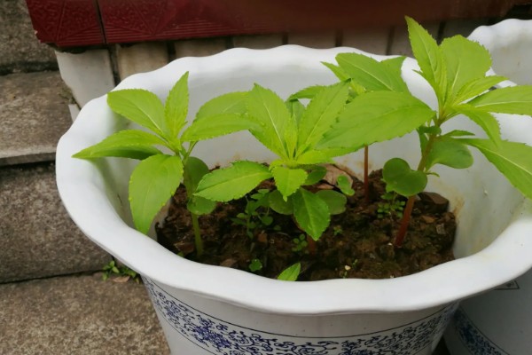 重瓣非洲凤仙花如何扦插，主要的繁殖方法为扦插繁殖