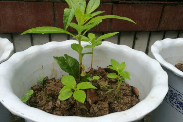 重瓣非洲凤仙花如何扦插，主要的繁殖方法为扦插繁殖