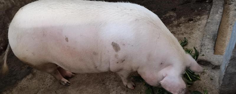 母猪怎样配种才能产子多，在配种前饲喂优质饲料