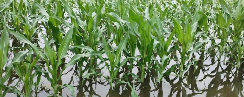 玉米水涝后的补救方法，采取以下4个措施有助于恢复生长