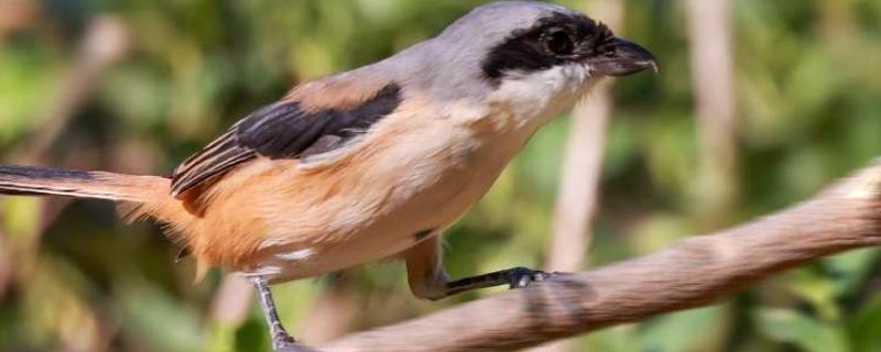伯劳鸟怎么养才亲人，首先要挑选更容易养熟的雏鸟