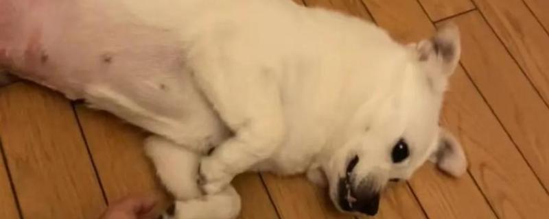 狗乳腺肿瘤如何治疗,可以口服抗癌药