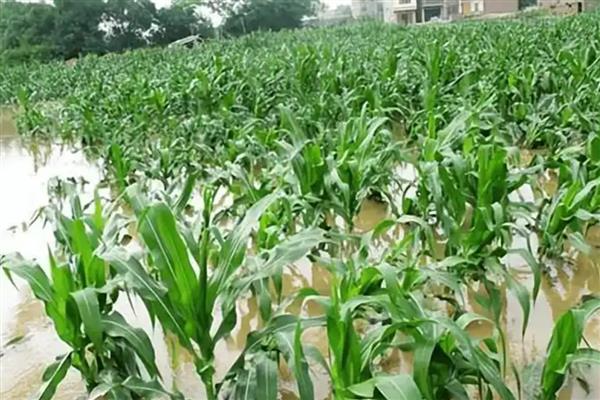 玉米水涝后的补救方法,采取以下4个措施有助于恢复生长