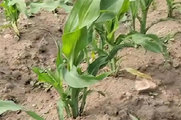 玉米水涝后的补救方法,采取以下4个措施有助于恢复生长